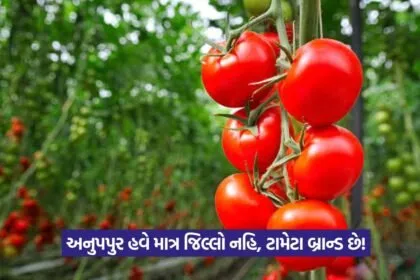 Tomato Farming in Anuppur