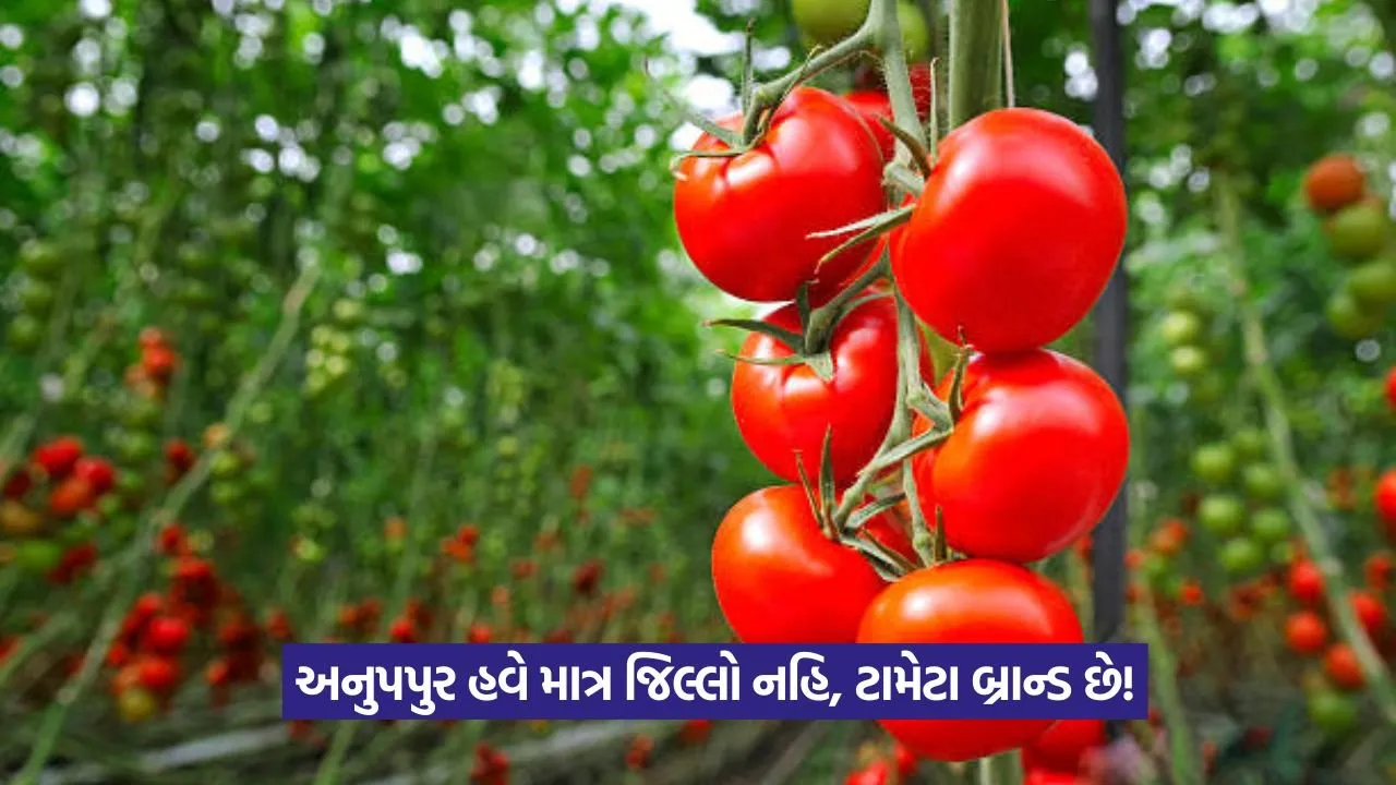 Tomato Farming in Anuppur: અનુપપુર જિલ્લો બન્યો ટામેટાનું નવીન કેન્દ્ર 23 Tomato Farming in Anuppur