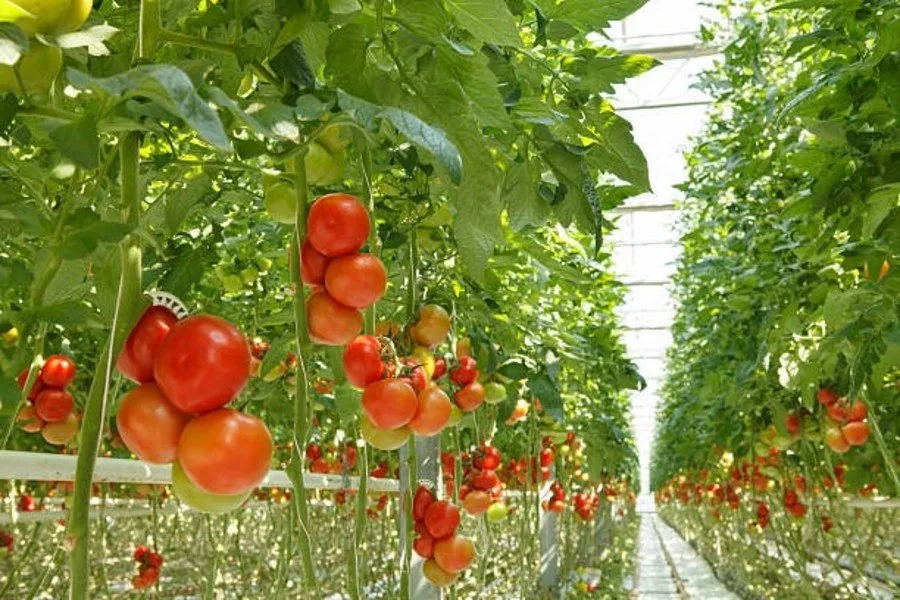 Tomato Farming in Anuppur: અનુપપુર જિલ્લો બન્યો ટામેટાનું નવીન કેન્દ્ર 3 Tomato Farming in Anuppur