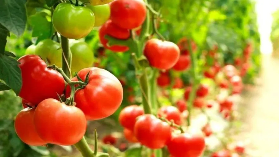 Tomato Farming in Anuppur: અનુપપુર જિલ્લો બન્યો ટામેટાનું નવીન કેન્દ્ર 2 Tomato Farming in Anuppur