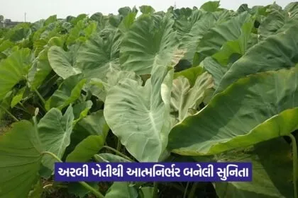 Arbi Farming