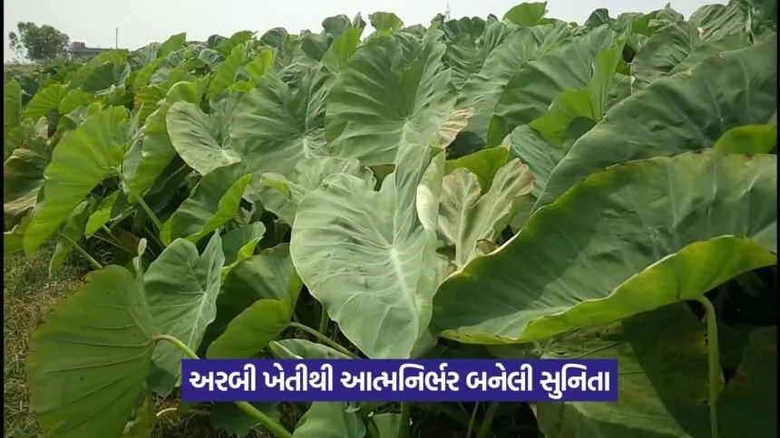 Arbi Farming
