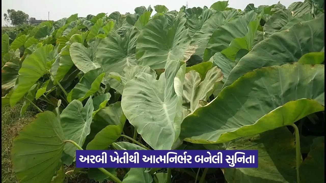 Arbi Farming: ઘરનો ખર્ચ ચલાવવો મુશ્કેલ હતો, આજે ખેતીથી કમાય છે લાખો 23 Arbi Farming