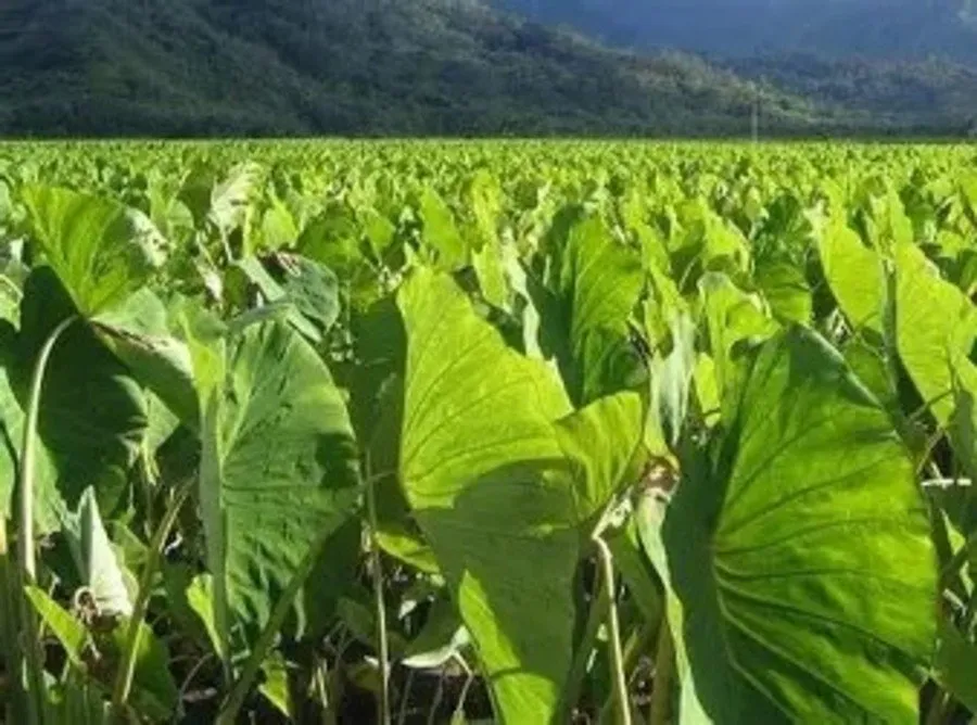 Arbi Farming: ઘરનો ખર્ચ ચલાવવો મુશ્કેલ હતો, આજે ખેતીથી કમાય છે લાખો 3 Arbi Farming