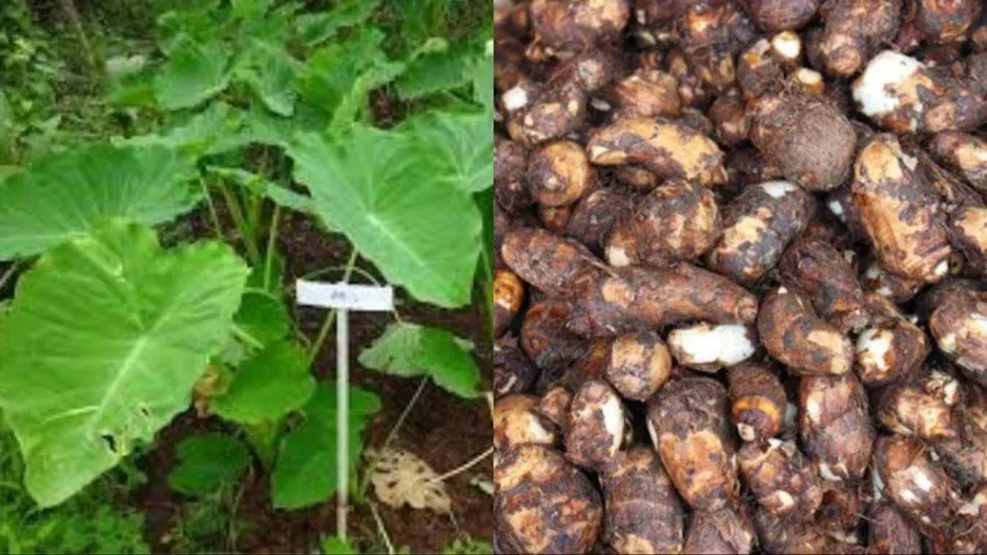 Arbi Farming: ઘરનો ખર્ચ ચલાવવો મુશ્કેલ હતો, આજે ખેતીથી કમાય છે લાખો 2 Arbi Farming