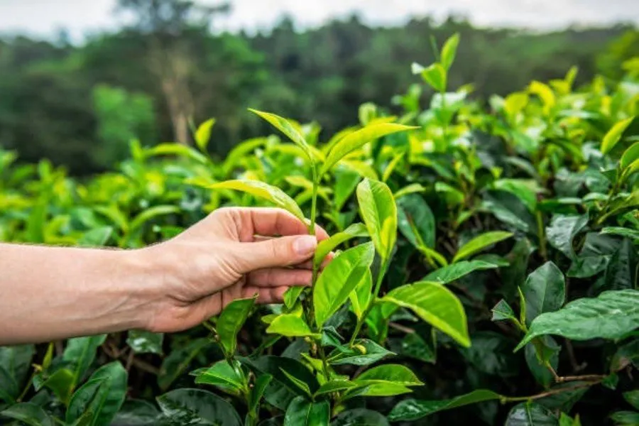 Organic Farming Startup: કેન્સરના દર્દીઓથી પ્રેરણા લઈને ભાગલપુરના યુવાને બદલ્યો ખેતીનો ચહેરો 3 Organic Farming Startup