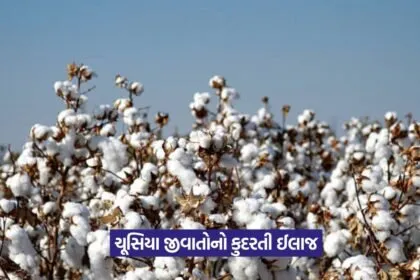 Sucking pests in cotton