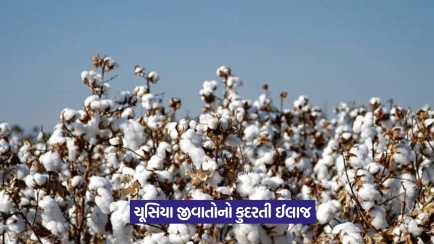 Sucking pests in cotton