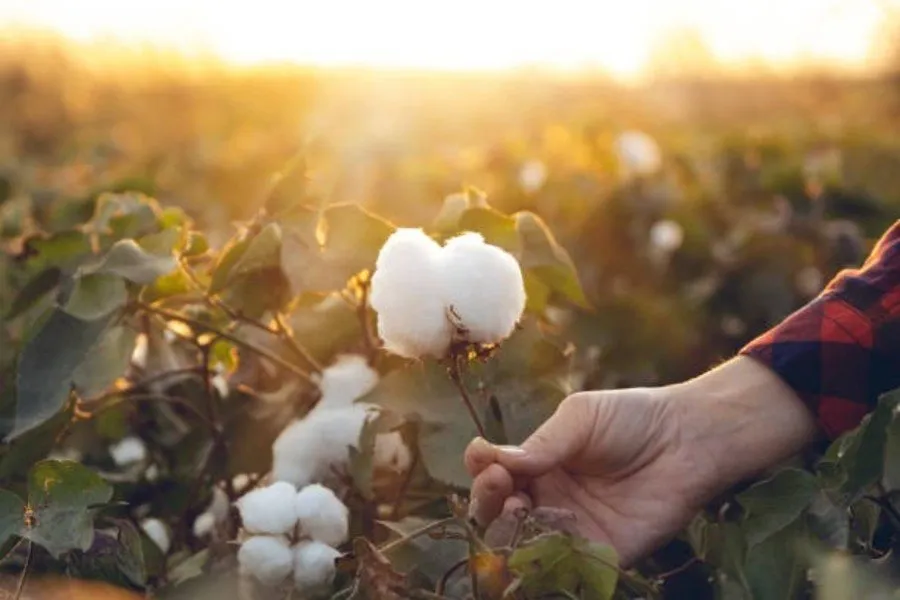 Sucking pests in cotton: કપાસમાં ચૂસિયા જીવાત નિયંત્રણ 2 Sucking pests in cotton