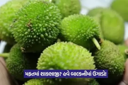 Grow Vegetables at Home
