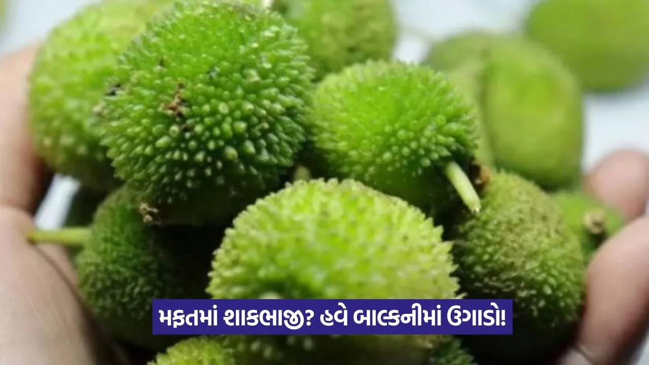 Grow Vegetables at Home: મફતમાં ખાવા લાયક શાકભાજી હવે ઘરે ઉગાડો 19 Grow Vegetables at Home