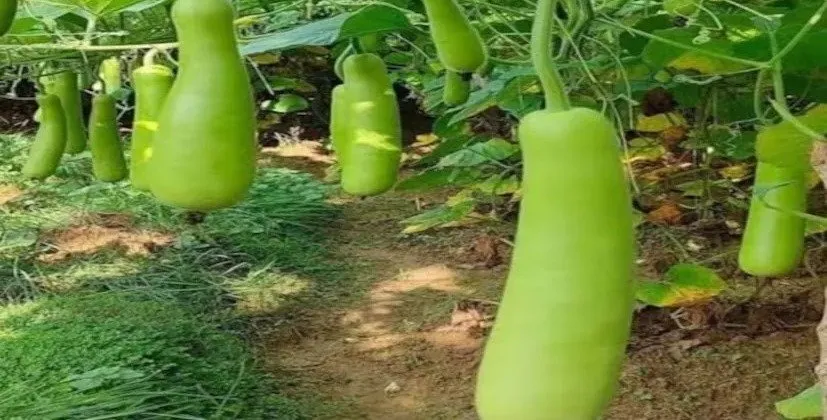 Grow Vegetables at Home: મફતમાં ખાવા લાયક શાકભાજી હવે ઘરે ઉગાડો 3 Grow Vegetables at Home