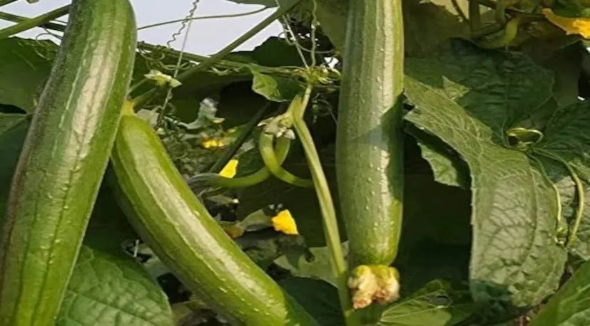 Grow Vegetables at Home: મફતમાં ખાવા લાયક શાકભાજી હવે ઘરે ઉગાડો 2 Grow Vegetables at Home