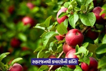 Apple Farming Success Story