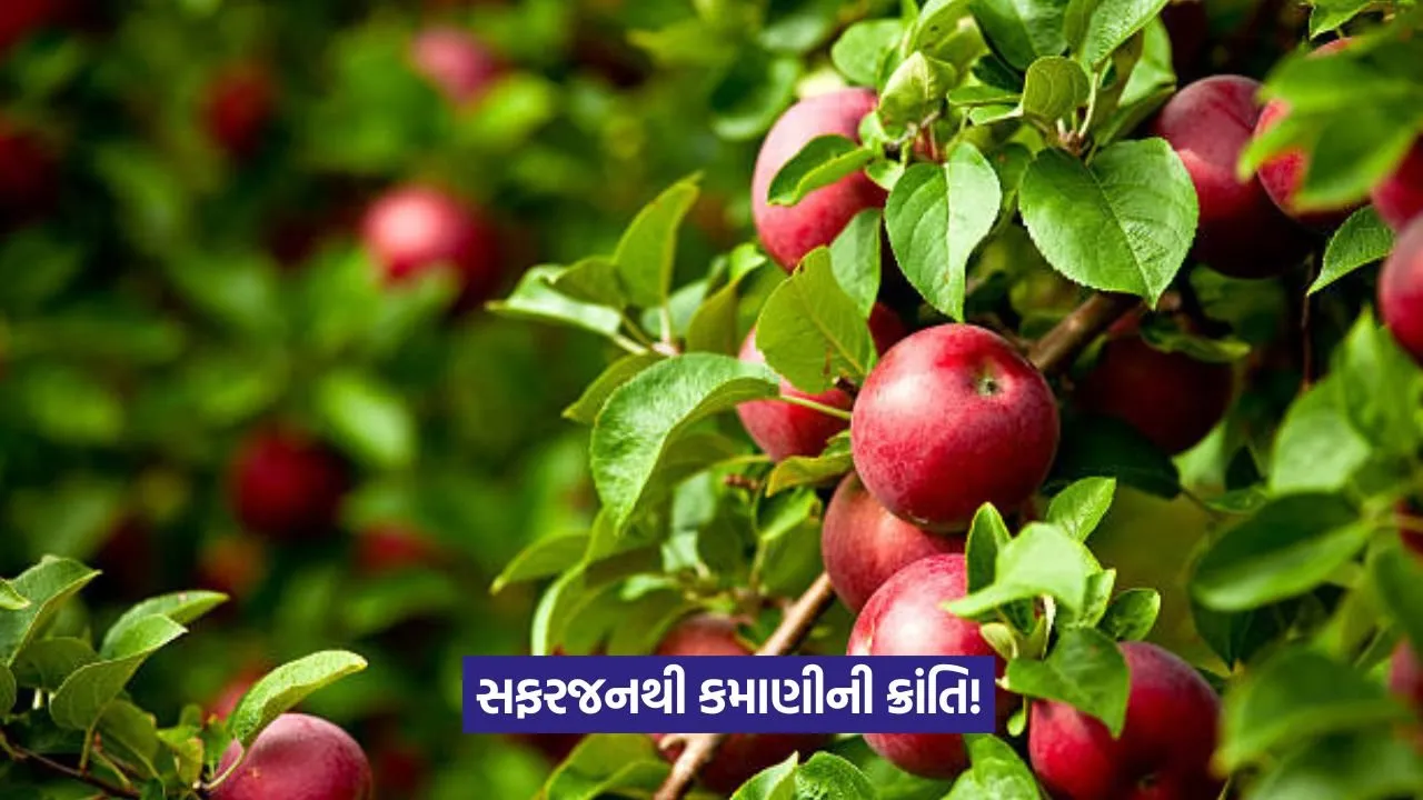 Apple Farming Success Story: ગાયના છાણથી ઉગ્યાં રસદાર સફરજન: ઓર્ગેનિક ખેતીનો વિક્રમ 24 Apple Farming Success Story