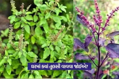 Rama and Shyama Tulsi