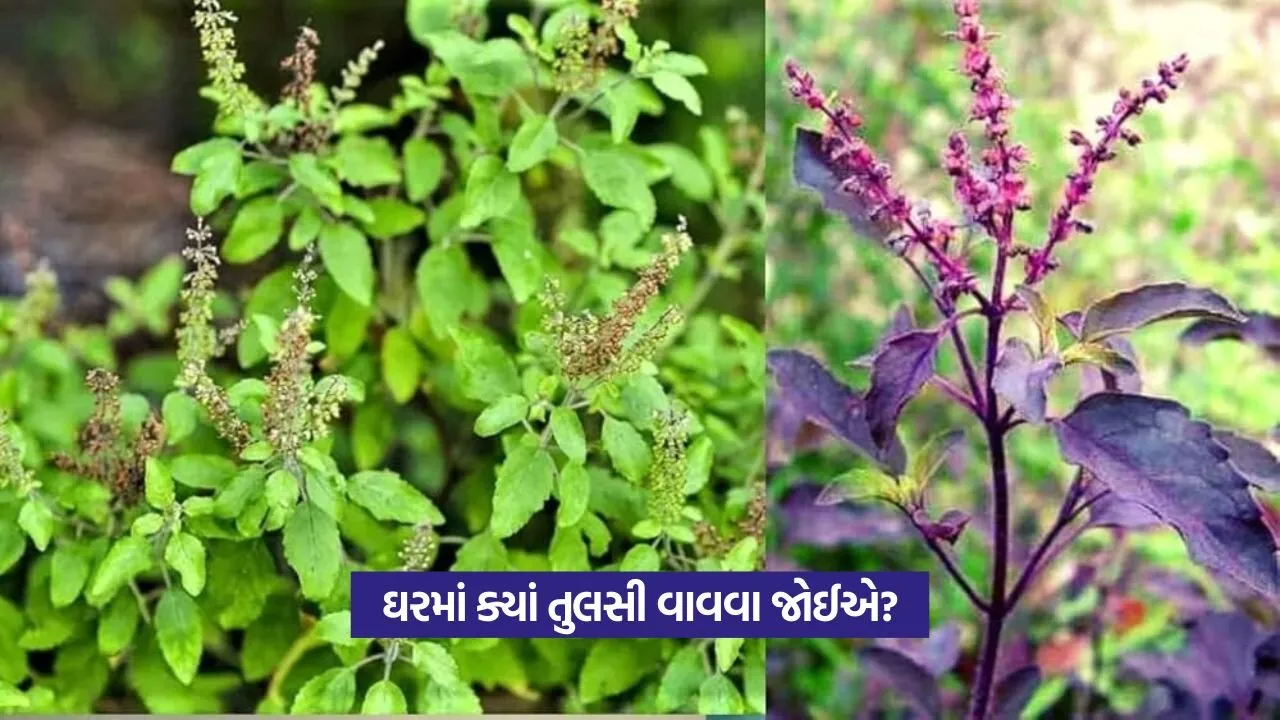 Rama and Shyama Tulsi