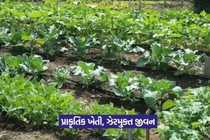 Organic vegetable farming