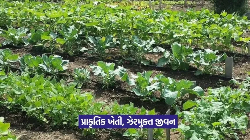 Organic vegetable farming