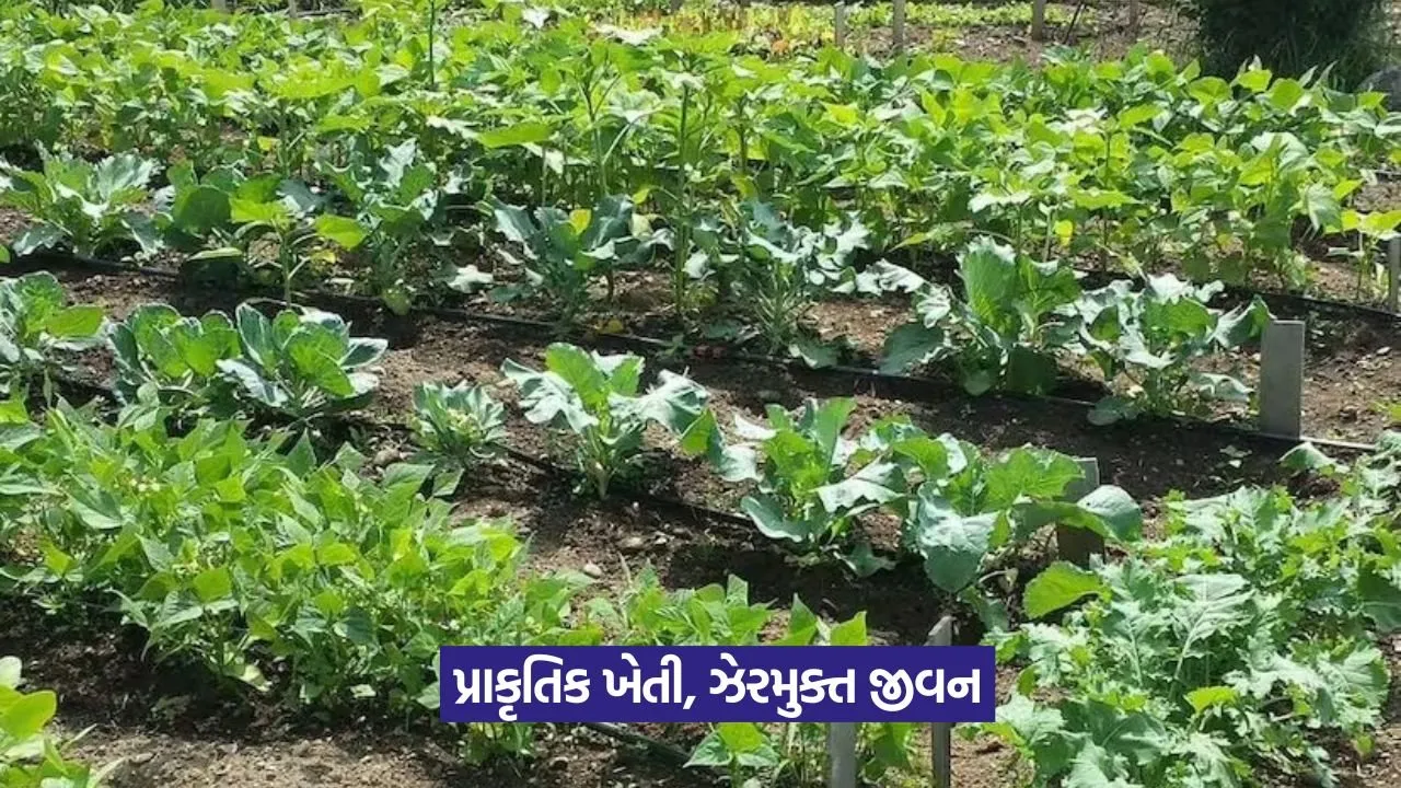 Organic vegetable farming: ઝેરમુક્ત શાકભાજી, પ્રાકૃતિક ખેતી 41 Organic vegetable farming