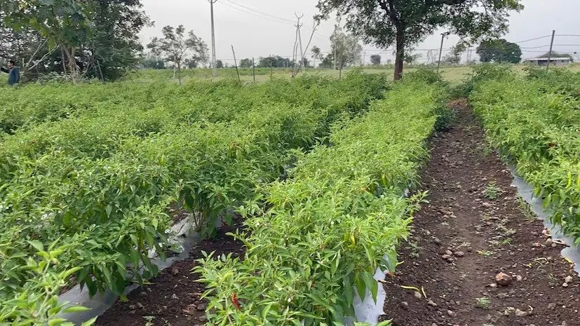 Organic vegetable farming: ઝેરમુક્ત શાકભાજી, પ્રાકૃતિક ખેતી 3 Organic vegetable farming