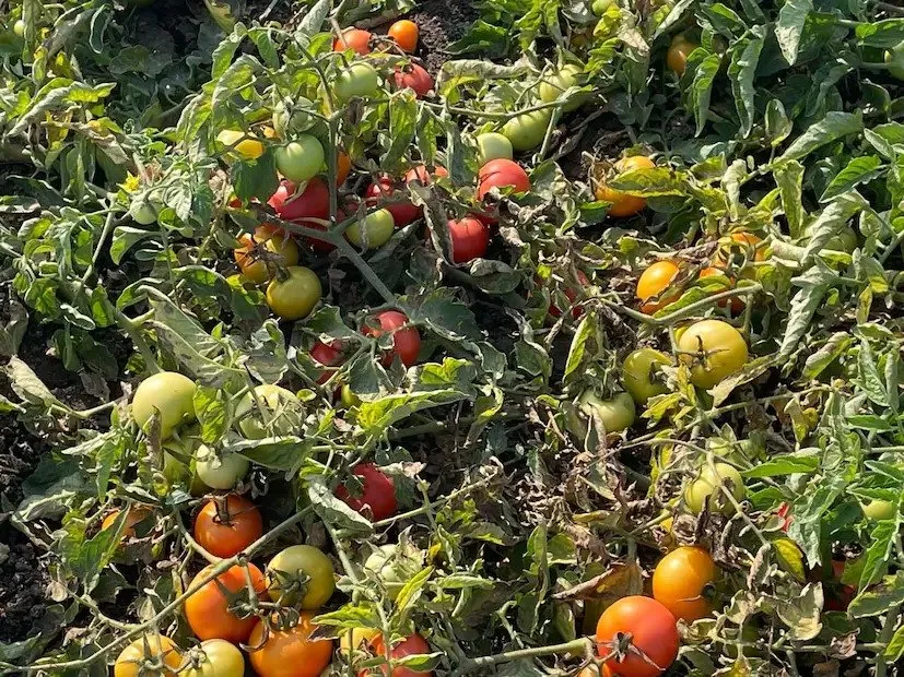 Organic vegetable farming: ઝેરમુક્ત શાકભાજી, પ્રાકૃતિક ખેતી 2 Organic vegetable farming
