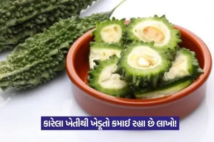Bitter Gourd Farming