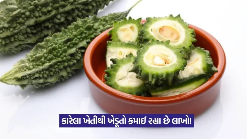 Bitter Gourd Farming