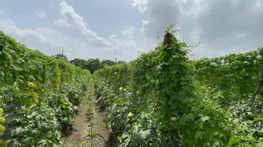 Bitter Gourd Farming: કારેલા ખેતીથી 120 દિવસમાં ₹80,000ની કમાણી 3 Bitter Gourd Farming