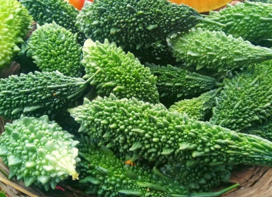 Bitter Gourd Farming: કારેલા ખેતીથી 120 દિવસમાં ₹80,000ની કમાણી 2 Bitter Gourd Farming