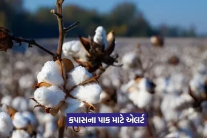 Cotton Virus Alert