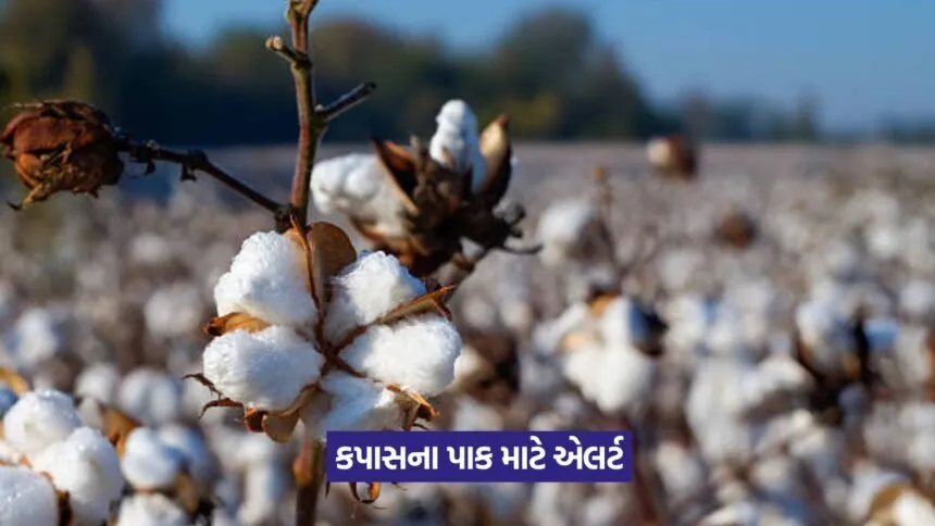 Cotton Virus Alert