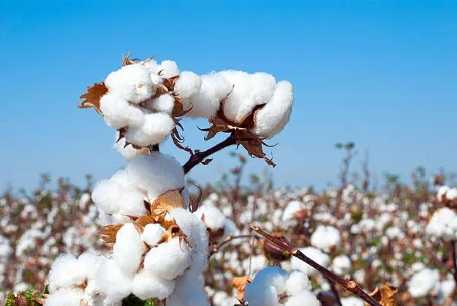 Cotton Virus Alert: પેરામિલ્ટ વાયરસથી 72 કલાકમાં કપાસનો પાક નાશ પામે ! 3 Cotton Virus Alert