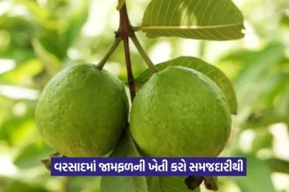 Guava Crop Tips
