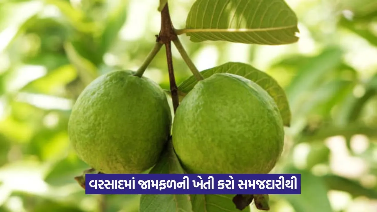 Guava Crop Tips