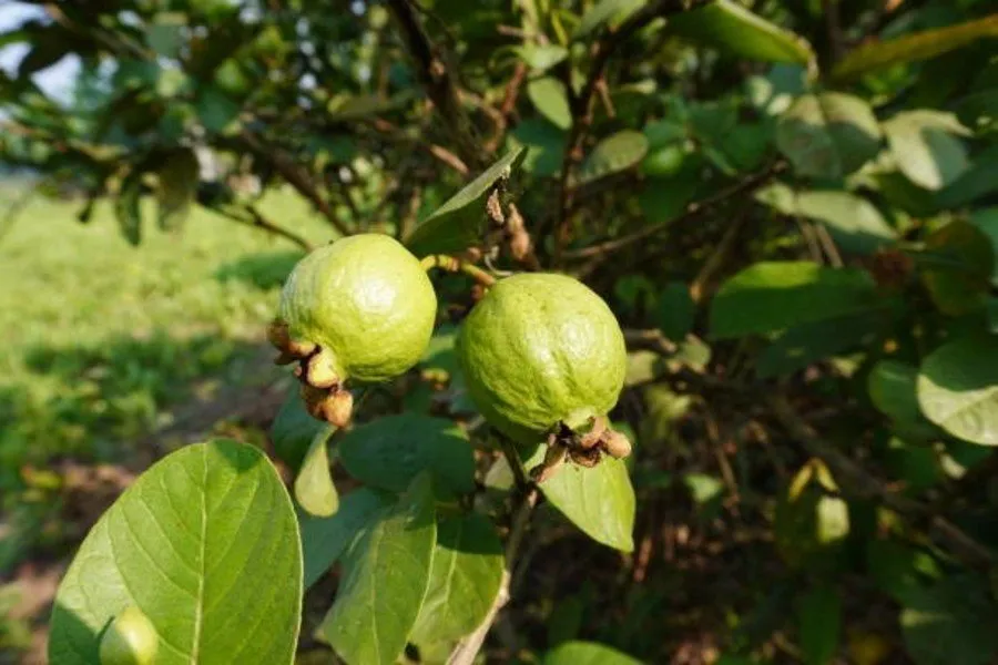 સ્વસ્થ જીવન માટે આયર્ન જરૂરી: જાણો કયા ખોરાક ખાવાથી લોહી વધે છે 4 Guava Crop Tips