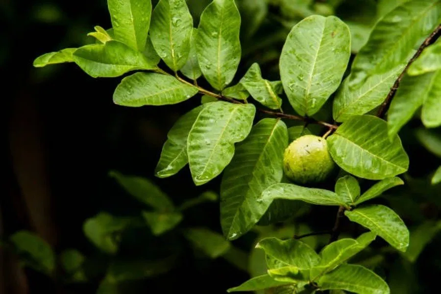 Guava Crop Tips: વરસાદી મોસમમાં જામફળના પાક માટે ખાસ તકેદારી જરૂરી 2 Guava Crop Tips