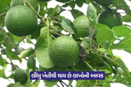 Lemon Farming Profit