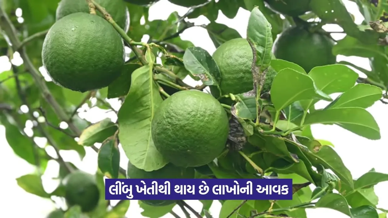 Lemon Farming Profit