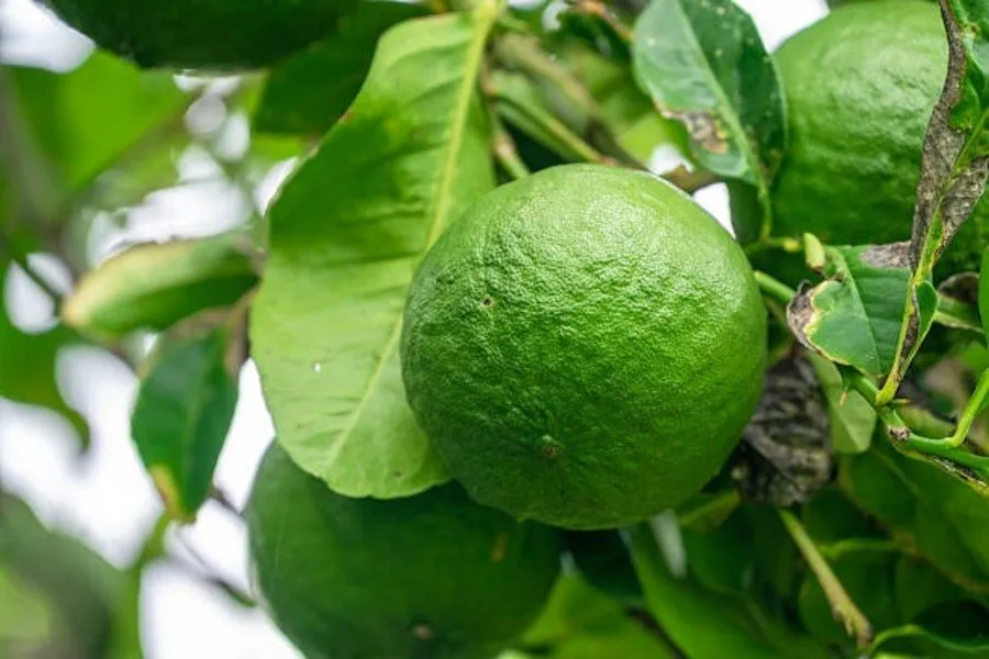 Lemon Farming Profit: લીંબુના પાકથી દર મહિને તગડી કમાણી, ઘર બેઠાં ધન વરસાદ! 2 Lemon Farming Profit