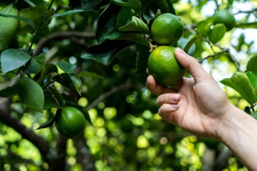 Lemon Farming Profit: લીંબુના પાકથી દર મહિને તગડી કમાણી, ઘર બેઠાં ધન વરસાદ! 3 Lemon Farming Profit