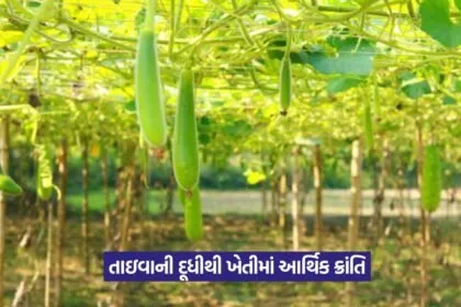 Taiwan Bottle Gourd