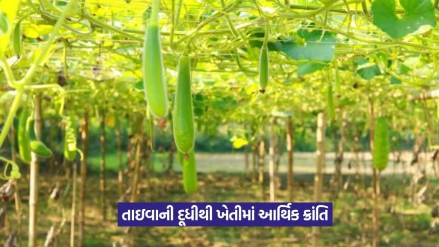 Taiwan Bottle Gourd