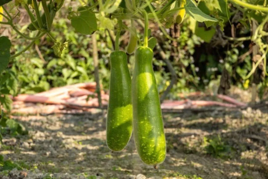 Taiwan Bottle Gourd : તાઇવાની દૂધીથી ખેતરમાં નફો જ નફો 2 Taiwan Bottle Gourd