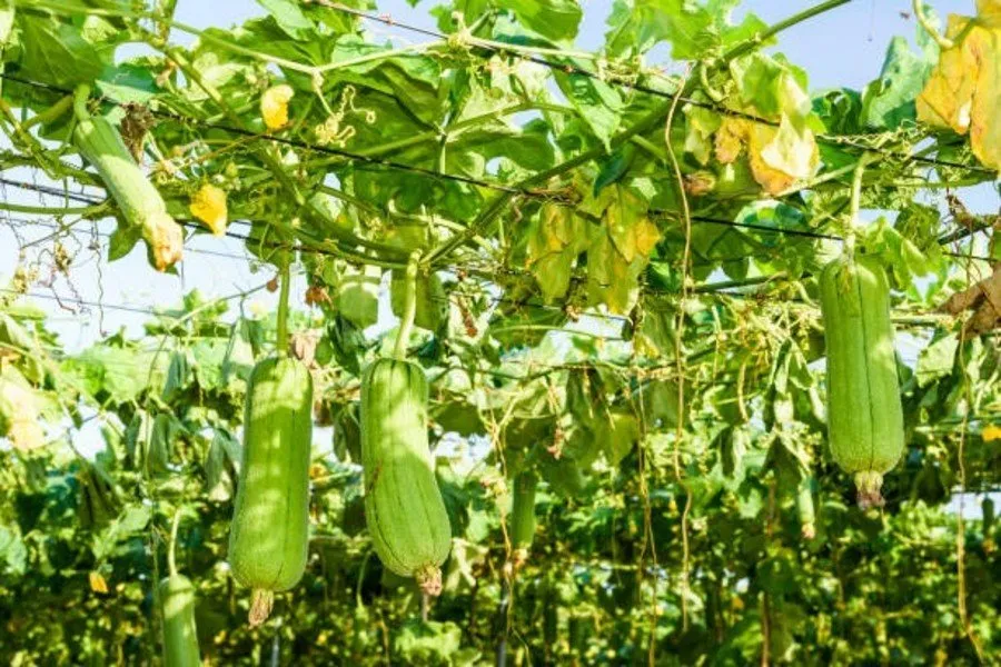 Taiwan Bottle Gourd : તાઇવાની દૂધીથી ખેતરમાં નફો જ નફો 3 Taiwan Bottle Gourd