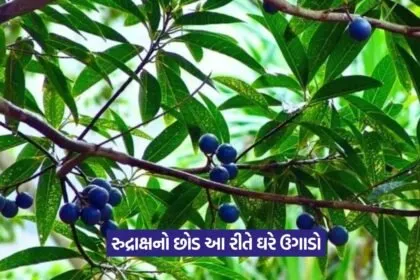 Rudraksha Plant at Home