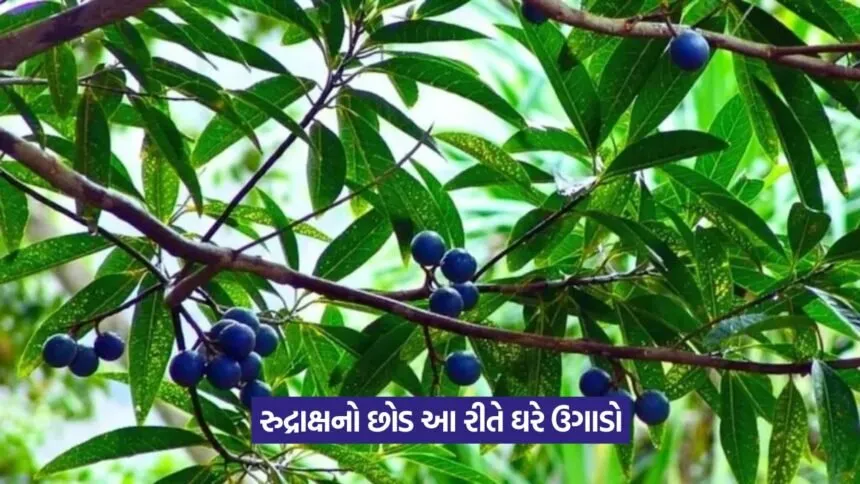 Rudraksha Plant at Home