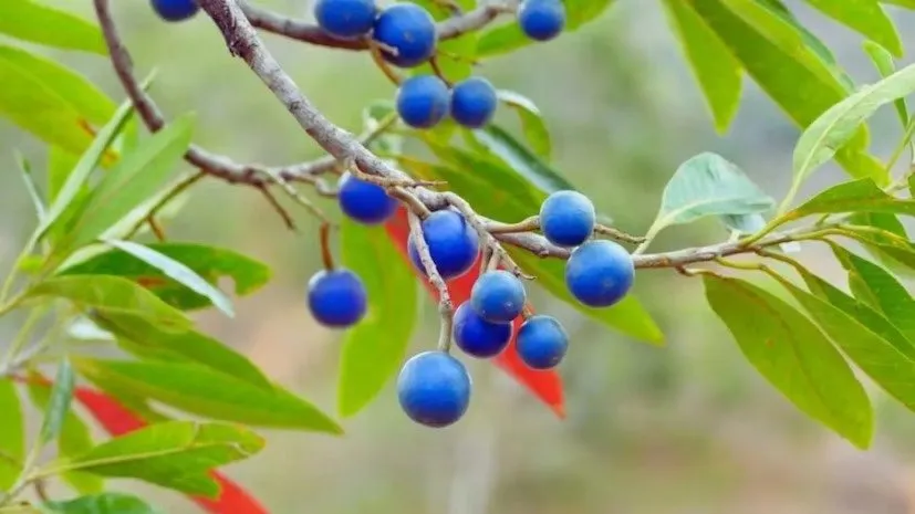 Rudraksha Plant at Home: શિવજીને પ્રિય રુદ્રાક્ષનું વૃક્ષ હવે તમારા ઘર આંગણામાં ઉગાડો 3 Rudraksha Plant at Home