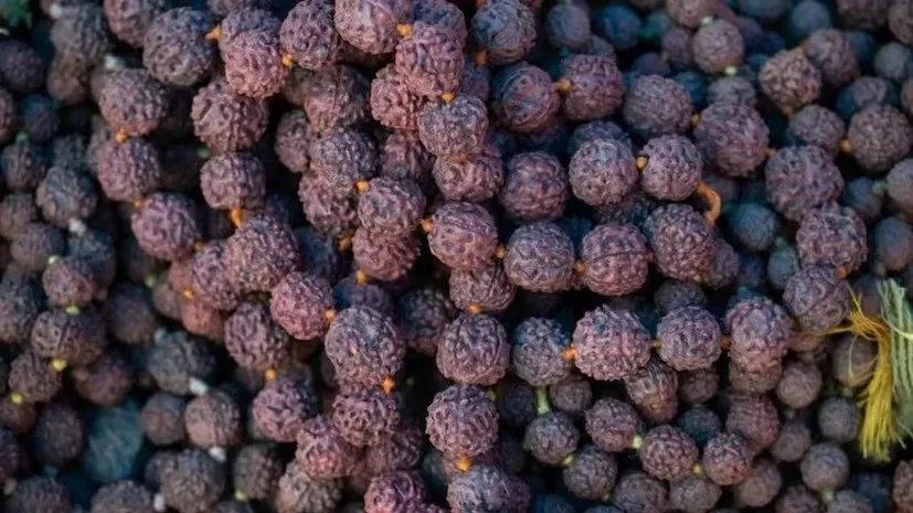 Rudraksha Plant at Home: શિવજીને પ્રિય રુદ્રાક્ષનું વૃક્ષ હવે તમારા ઘર આંગણામાં ઉગાડો 2 Rudraksha Plant at Home