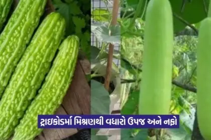 Vegetable farming